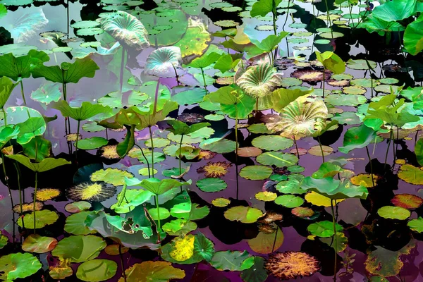 Nilüfer yaprakları, zarif arkaplan deseni