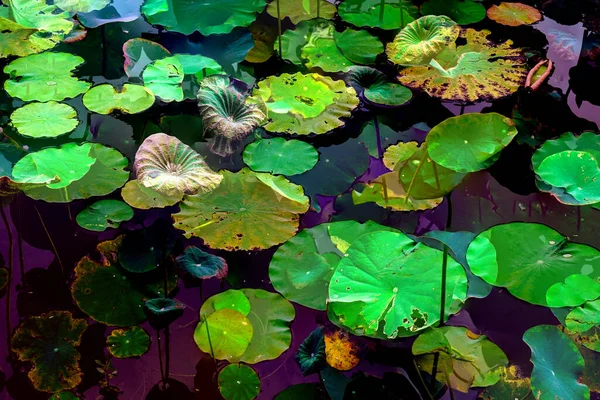 Nilüfer yaprakları, zarif arkaplan deseni