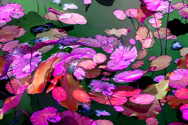 Nilüfer yaprakları, zarif arkaplan deseni