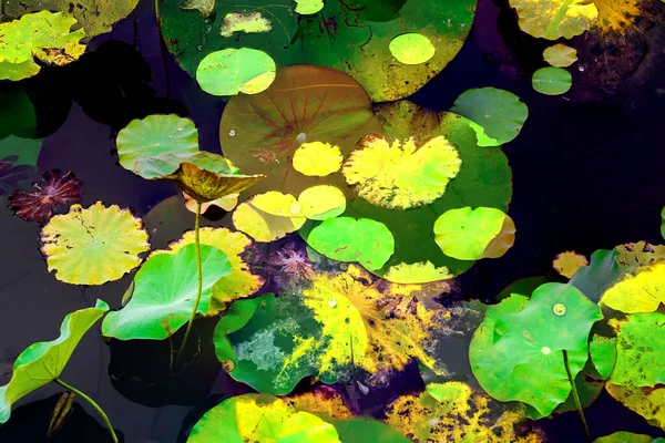 Clustered Lotus Leaves Elegant Background Pattern — ストック写真