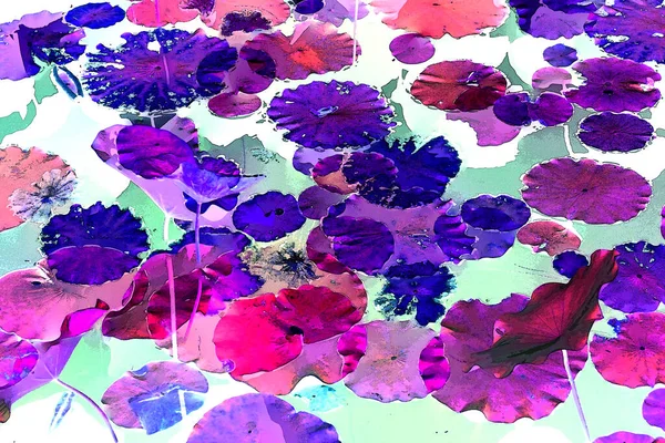 Nilüfer yaprakları, zarif arkaplan deseni