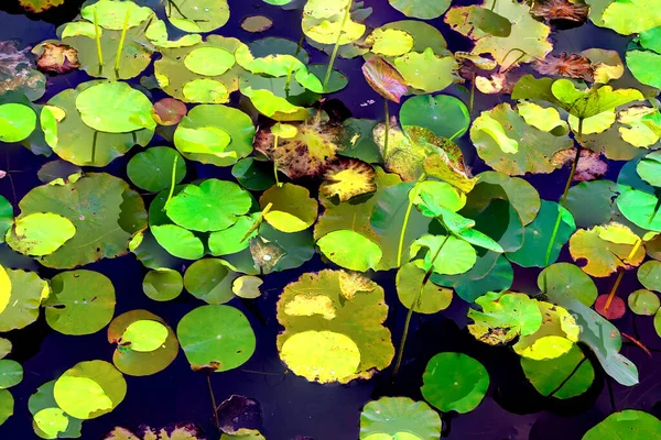 Nilüfer yaprakları, zarif arkaplan deseni