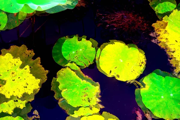 Nilüfer yaprakları, zarif arkaplan deseni