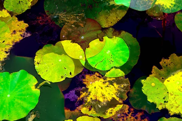 Nilüfer yaprakları, zarif arkaplan deseni