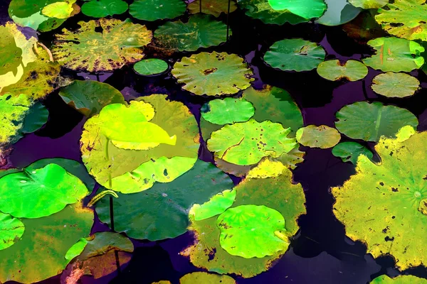 Clustered Lotus Leaves Elegant Background Pattern — Photo