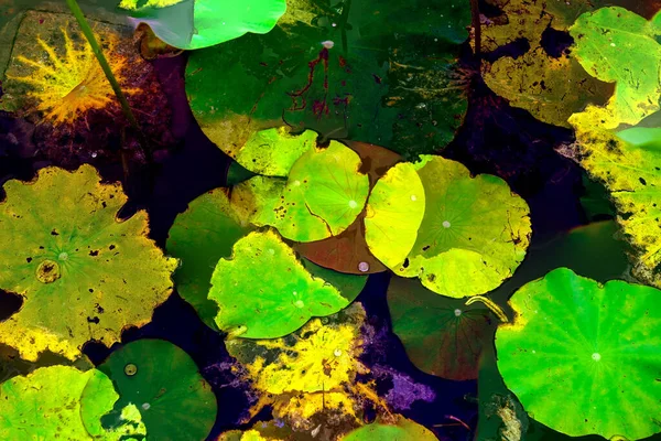 Nilüfer yaprakları, zarif arkaplan deseni