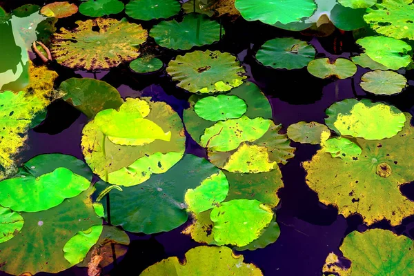 Clustered Lotus Leaves Elegant Background Pattern — Φωτογραφία Αρχείου