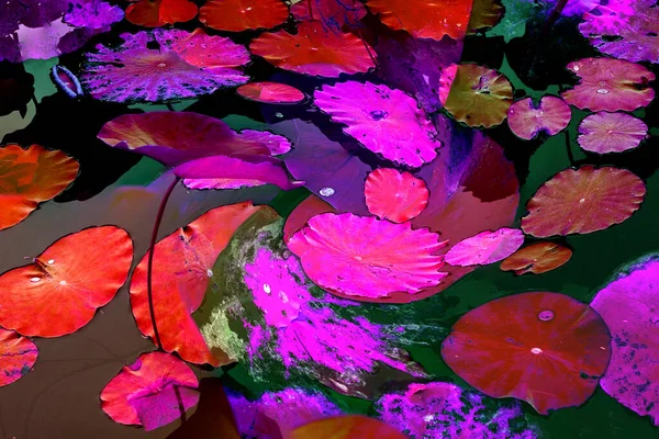 Nilüfer yaprakları, zarif arkaplan deseni