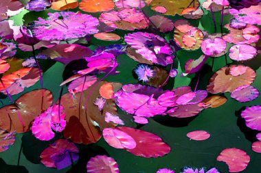 Nilüfer yaprakları, zarif arkaplan deseni