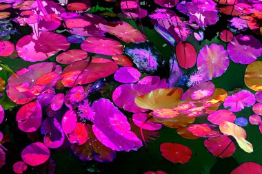 Nilüfer yaprakları, zarif arkaplan deseni