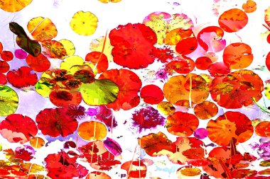 Nilüfer yaprakları, zarif arkaplan deseni