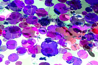 Nilüfer yaprakları, zarif arkaplan deseni