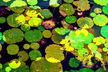 Nilüfer yaprakları, zarif arkaplan deseni