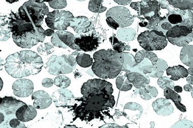 Nilüfer yaprakları, zarif arkaplan deseni