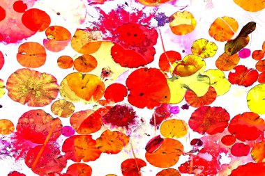 Nilüfer yaprakları, zarif arkaplan deseni