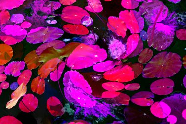 Nilüfer yaprakları, zarif arkaplan deseni