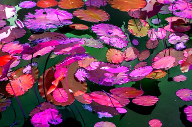 Nilüfer yaprakları, zarif arkaplan deseni