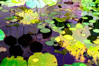 Nilüfer yaprakları, zarif arkaplan deseni