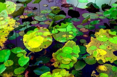 Nilüfer yaprakları, zarif arkaplan deseni