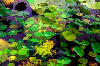 Nilüfer yaprakları, zarif arkaplan deseni