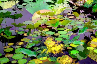 Nilüfer yaprakları, zarif arkaplan deseni