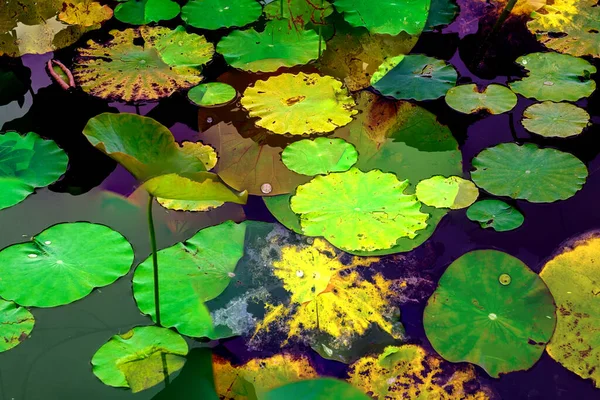Clustered Lotus Leaves Elegant Background Pattern — Stockfoto