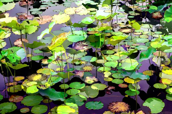 Nilüfer yaprakları, zarif arkaplan deseni