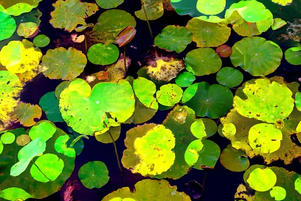 Clustered Lotus Leaves Elegant Background Pattern — Stockfoto