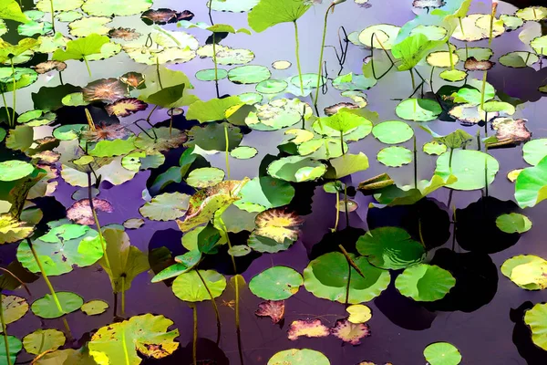Clustered Lotus Leaves Elegant Background Pattern — 스톡 사진