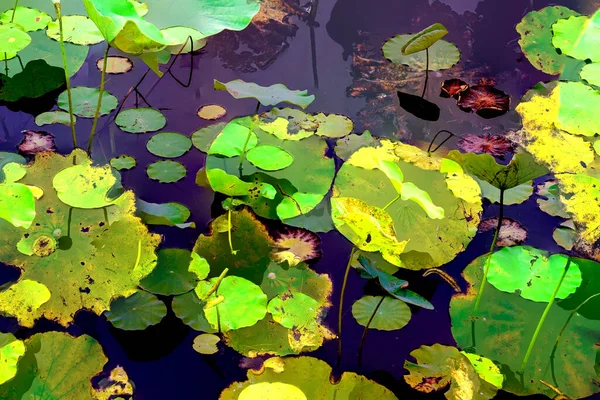 Clustered Lotus Leaves Elegant Background Pattern — Stock fotografie