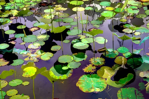 Nilüfer yaprakları, zarif arkaplan deseni