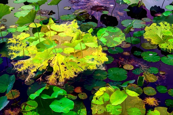 Clustered Lotus Leaves Elegant Background Pattern — Stock Photo, Image