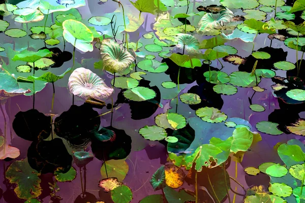 Clustered Lotus Leaves Elegant Background Pattern — Stock fotografie