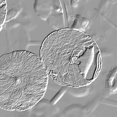 Seramik duvarın ve yerdeki fayansların dokusu. İç dekorasyon. 3 boyutlu grafikler için kusursuz doku haritası. Duvar kağıdı, tekstil, web sayfası arkaplanı.