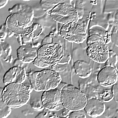 Seramik duvarın ve yerdeki fayansların dokusu. İç dekorasyon. 3 boyutlu grafikler için kusursuz doku haritası. Duvar kağıdı, tekstil, web sayfası arkaplanı.