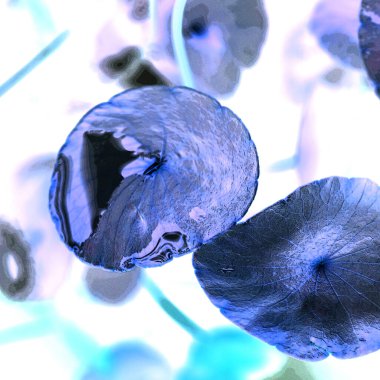 Nergisler. Yeşil bitkiler. Parlak doğal bir geçmişi, su bitkileri. Arkaplan veya duvar kağıdı için.