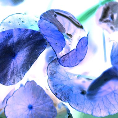 Nergisler. Yeşil bitkiler. Parlak doğal bir geçmişi, su bitkileri. Arkaplan veya duvar kağıdı için.