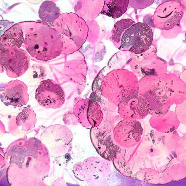 Nergisler. Yeşil bitkiler. Parlak doğal bir geçmişi, su bitkileri. Arkaplan veya duvar kağıdı için.