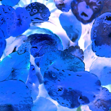 Nergisler. Yeşil bitkiler. Parlak doğal bir geçmişi, su bitkileri. Arkaplan veya duvar kağıdı için.