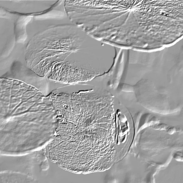 Seramik duvarın ve yerdeki fayansların dokusu. İç dekorasyon. 3 boyutlu grafikler için kusursuz doku haritası. Duvar kağıdı, tekstil, web sayfası arkaplanı.