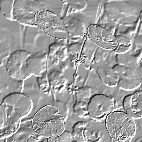 Seramik duvarın ve yerdeki fayansların dokusu. İç dekorasyon. 3 boyutlu grafikler için kusursuz doku haritası. Duvar kağıdı, tekstil, web sayfası arkaplanı.