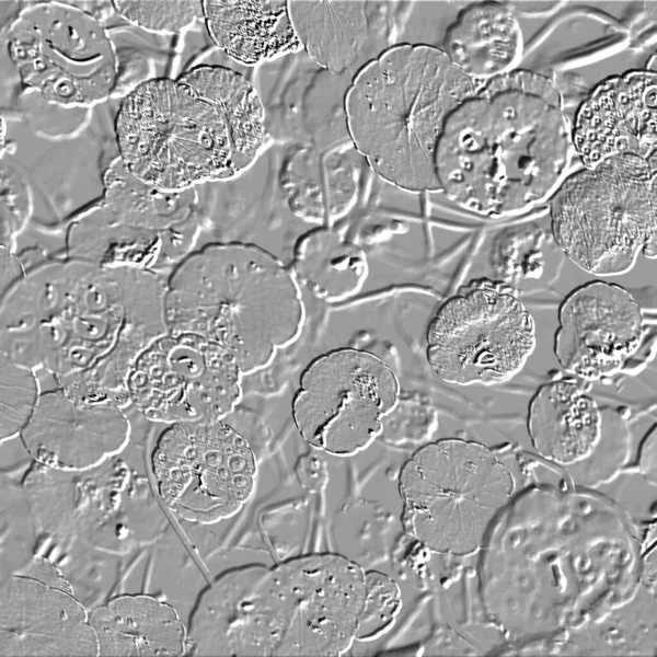 Seramik duvarın ve yerdeki fayansların dokusu. İç dekorasyon. 3 boyutlu grafikler için kusursuz doku haritası. Duvar kağıdı, tekstil, web sayfası arkaplanı.