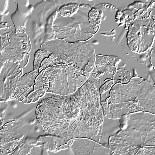 Seramik duvarın ve yerdeki fayansların dokusu. İç dekorasyon. 3 boyutlu grafikler için kusursuz doku haritası. Duvar kağıdı, tekstil, web sayfası arkaplanı.