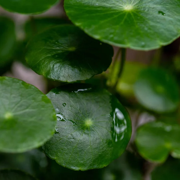 Yeşil çember ayrılıyor. Su bitkileri. Parlak, doğal, taze bir geçmiş. Yeşillik. Arkaplan veya duvar kağıdı için.