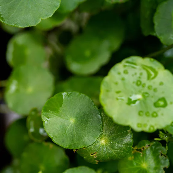 Foglie Cerchio Verde Piante Acquatiche Luminoso Sfondo Fresco Naturale Verde — Foto Stock