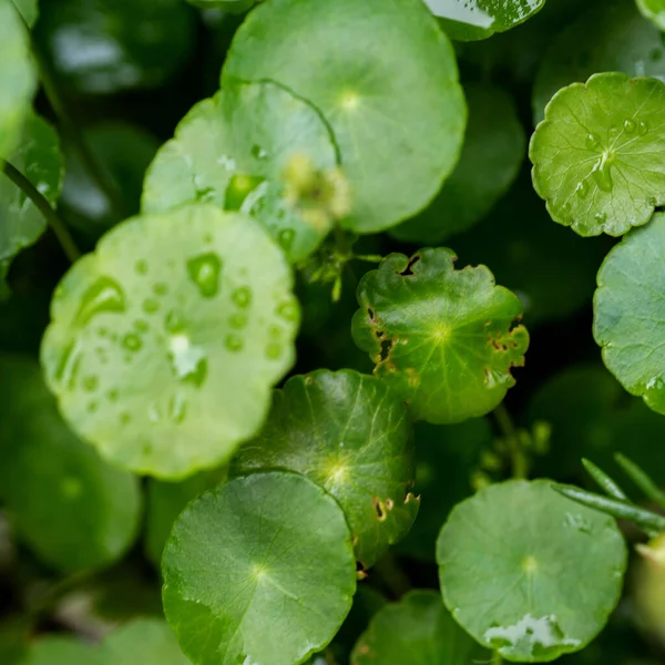 Foglie Cerchio Verde Piante Acquatiche Luminoso Sfondo Fresco Naturale Verde — Foto Stock