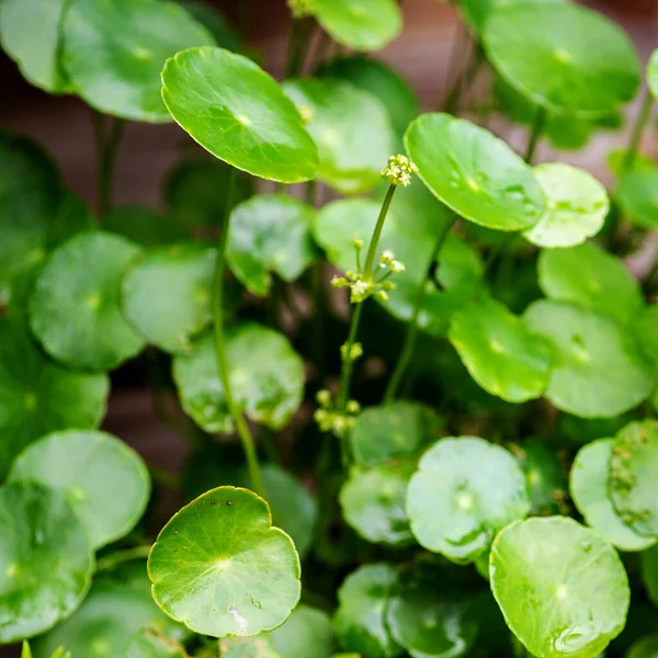 Foglie Cerchio Verde Piante Acquatiche Luminoso Sfondo Fresco Naturale Verde — Foto Stock