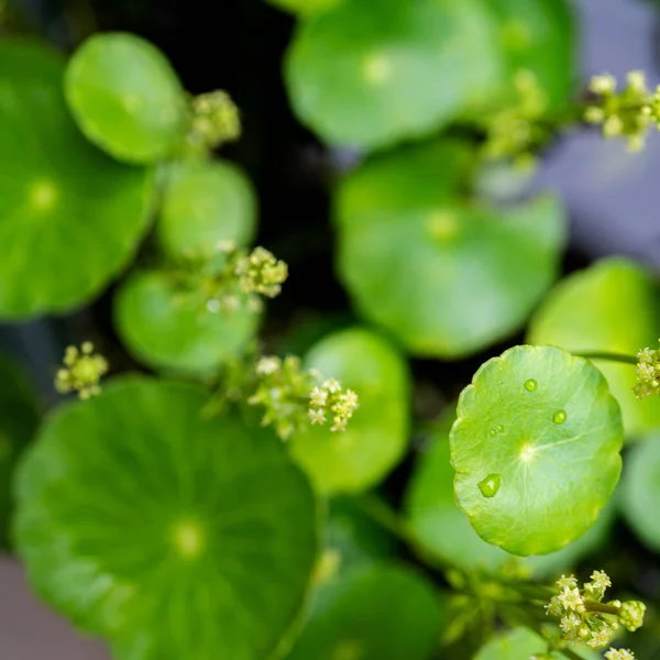 Green circle leaves. Aquatic plants. Bright natural fresh background. Greenery. For background or wallpaper.