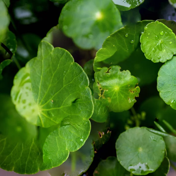 Green Circle Leaves Aquatic Plants Bright Natural Fresh Background Greenery — Foto Stock