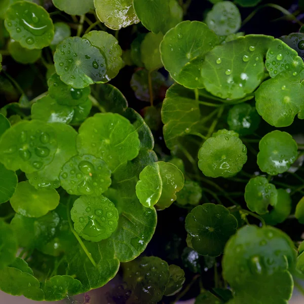 Groene Cirkel Bladeren Waterplanten Heldere Natuurlijke Frisse Achtergrond Groen Voor — Stockfoto